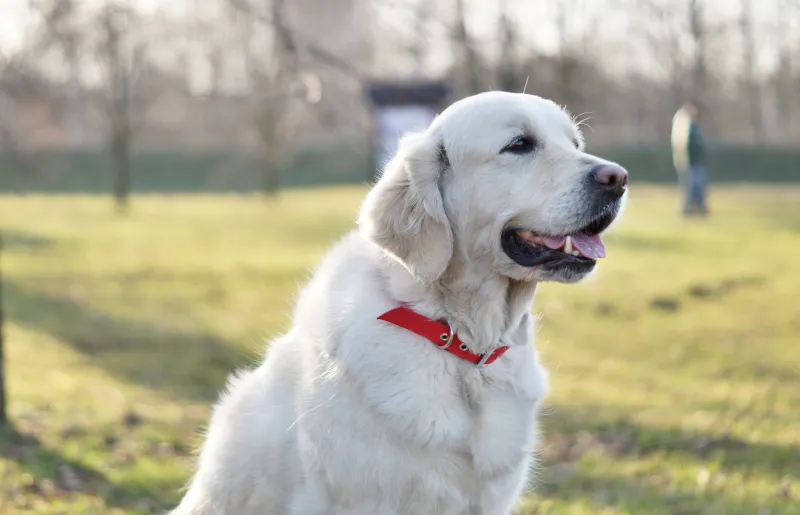 Golden Retriever wygląd ogólny wzorzec rasy