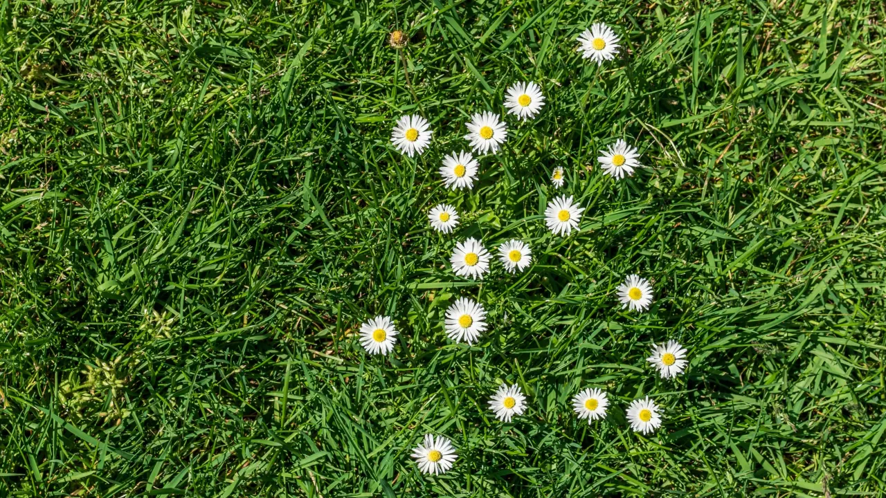 Zielona trawa pełna stokrotek. Idealne miejsce, gdzie sadzić stokrotki, to słoneczna łąka lub trawnik.