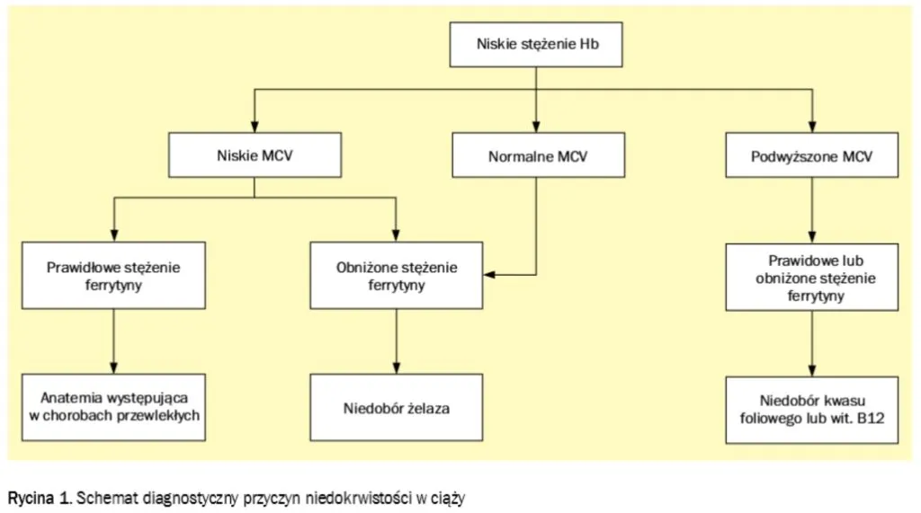 Grafika przedstawiająca grupy ryzyka niedoboru żelaza (kobieta w ciąży, wegetarianin, osoba z problemami jelitowymi)