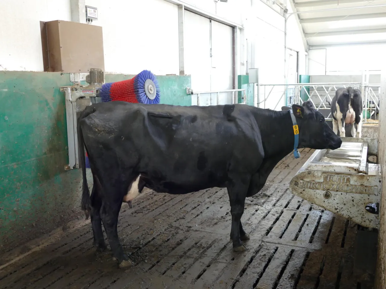 Czarna krowa przy poidełku, zastanawia się ile krowa pije wody. Obok szczotka do masażu.