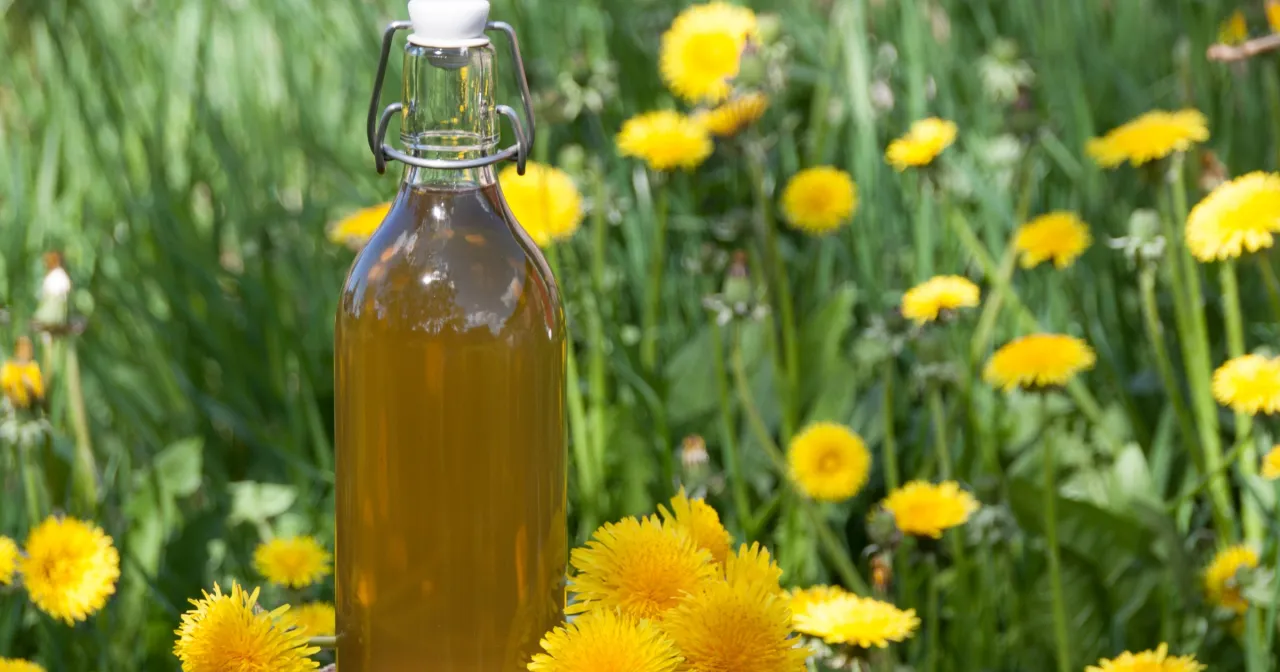 mniszek lekarski w kuchni lub jako syrop