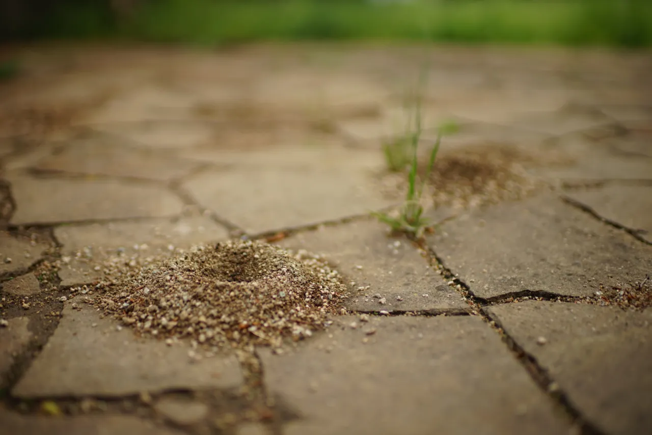 Kopce ziemi na ścieżce w ogrodzie, wskazujące na obecność mr&oacute;wek. Szukasz co na mr&oacute;wki w ogrodzie?