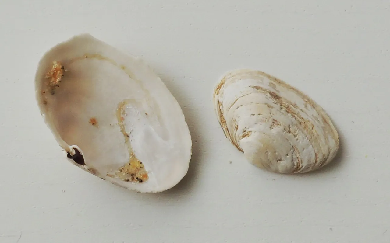 Muszle Bałtyku najpopularniejsze gatunki