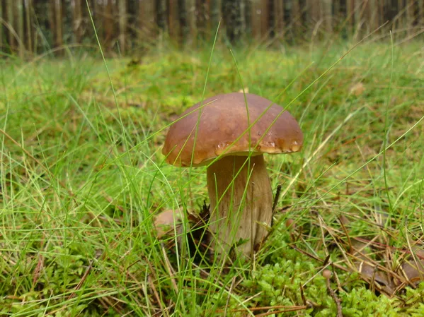 Bory Tucholskie grzyby agroturystyka jesień