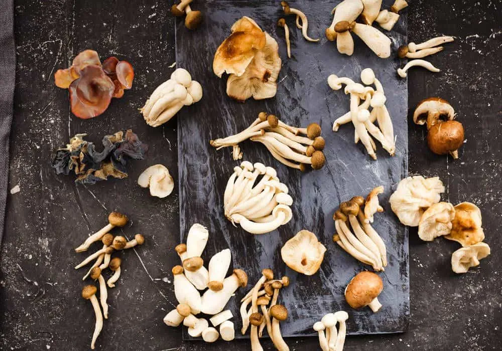różne rodzaje grzybów do zupy