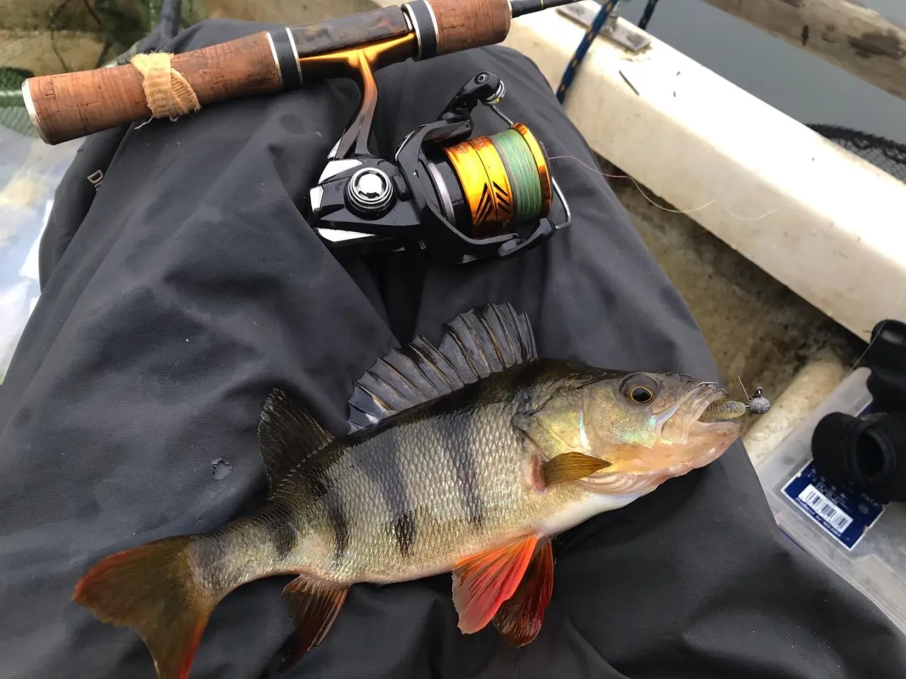 Oto jaki kolowrotek do spinningu sprawdził się w połowie tego okonia. Elegancki kołowrotek z żyłką i wędka leżą obok świeżo złowionej ryby.