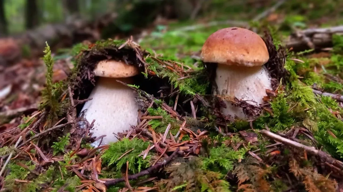 Bieszczady jesień grzybobranie