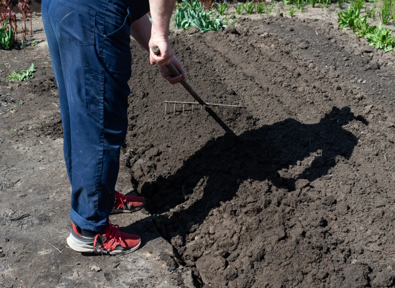 przygotowanie grządki jesienią