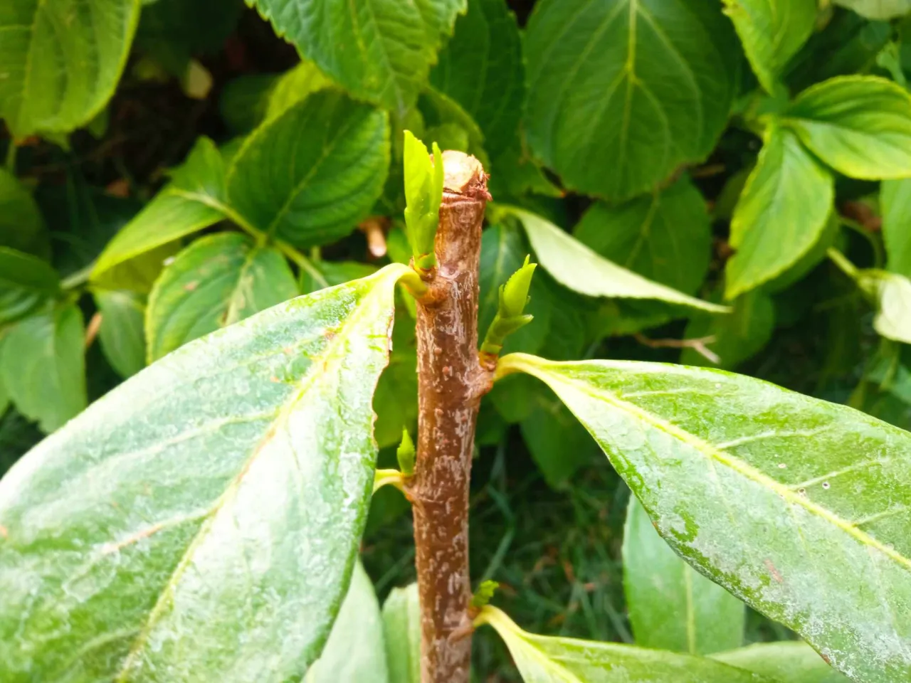 przykłady cięcia laurowiśni przed i po