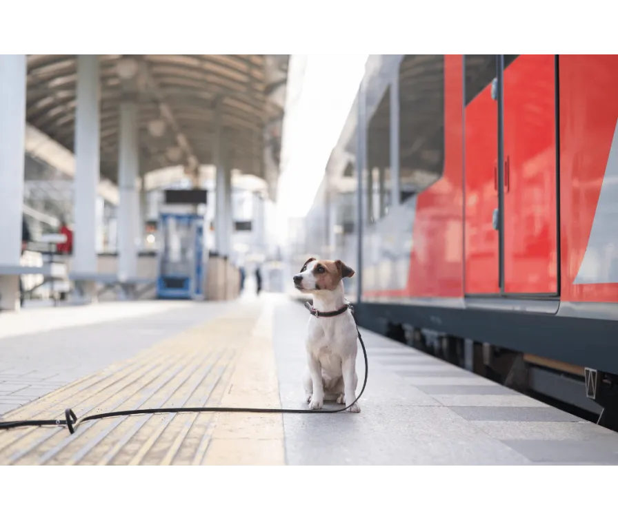 pies w pociągu na smyczy z kagańcem