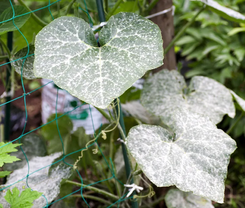 objawy mączniaka prawdziwego na liściach dyni