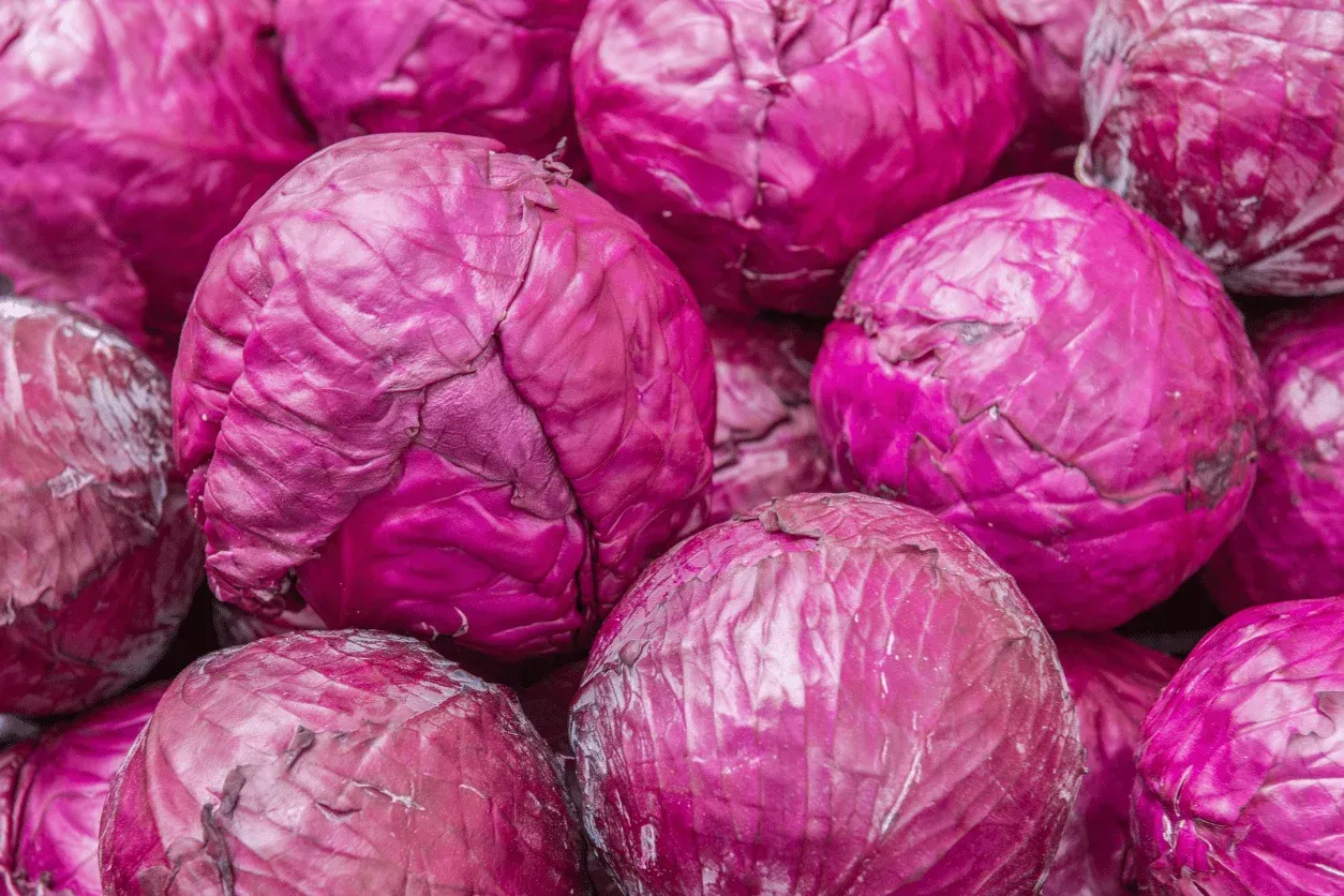 chou rouge frais marché