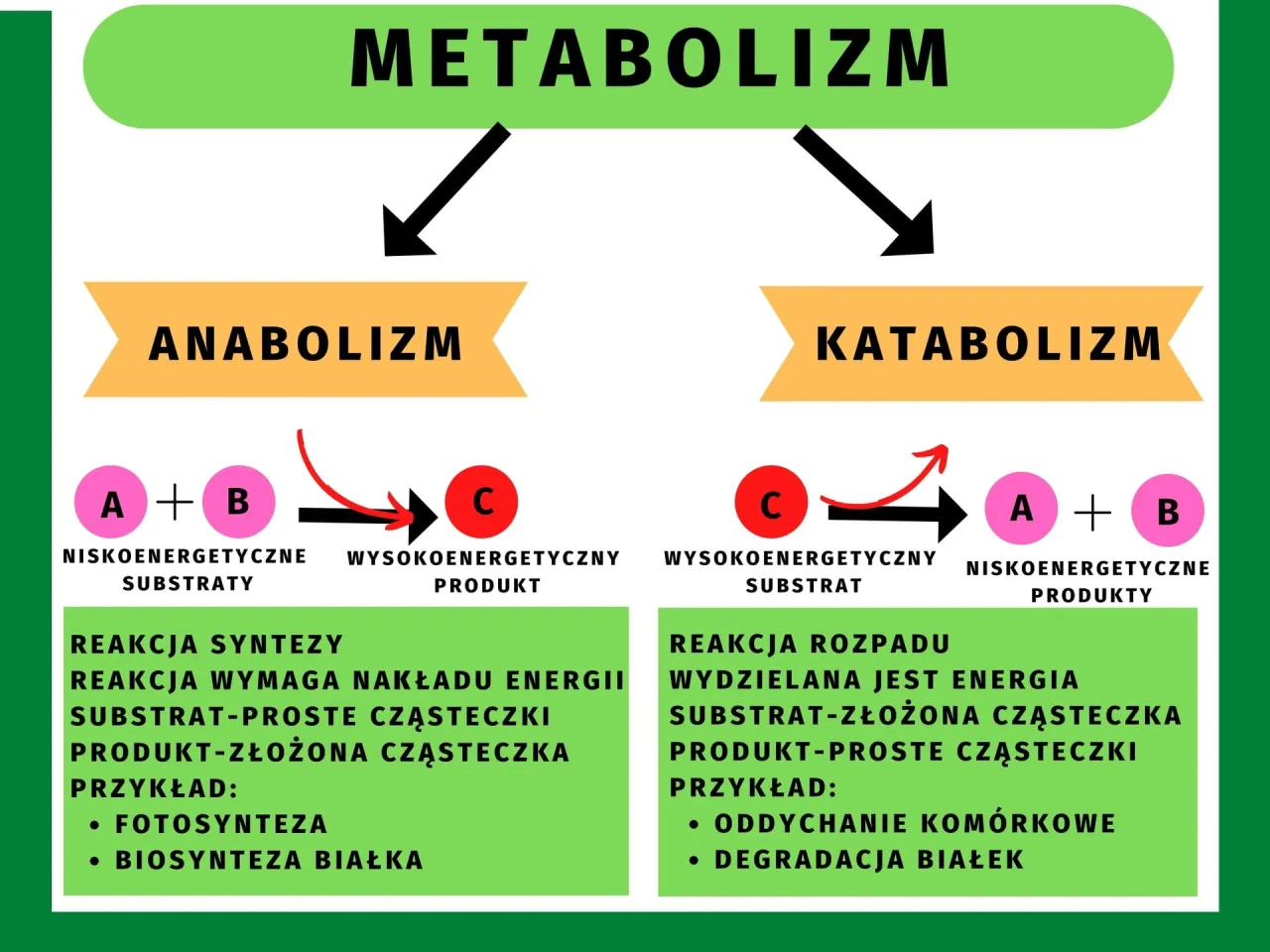 Metabolizm to procesy anaboliczne (synteza) i kataboliczne (rozkład). Anabolizm buduje złożone cząsteczki, katabolizm je rozkłada.