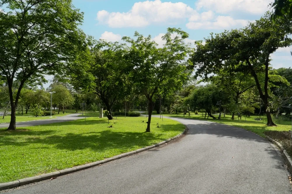 drzewa miejskie odporne na zanieczyszczenia