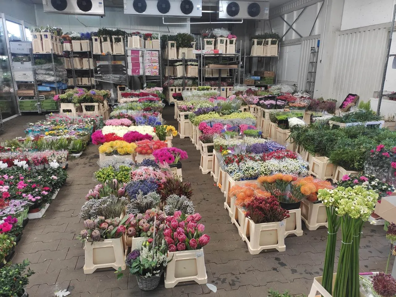 Asortyment giełdy kwiatowej Częstochowa, rośliny doniczkowe giełda, artykuły florystyczne