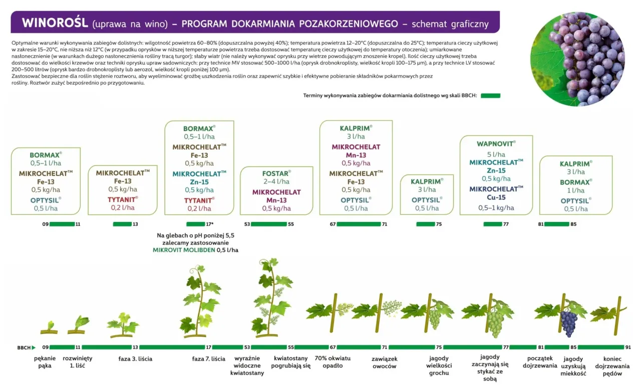 Schemat jak przycinać winogrona, pokazujący etapy rozwoju rośliny i zalecane nawożenie dolistne w zależności od fazy BBCH.