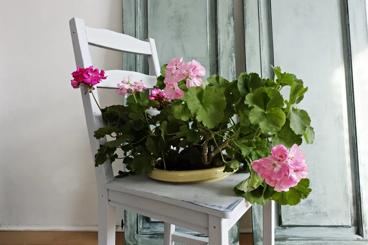 Kwietnik z krzesła: jak zrobić taki uroczy mebel? Pelargonie w pastelowych barwach pięknie prezentują się na białym krześle.