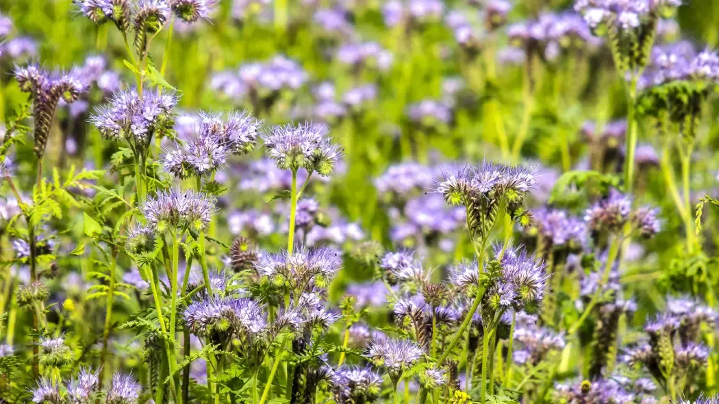 Rośliny poplonowe na 5 liter