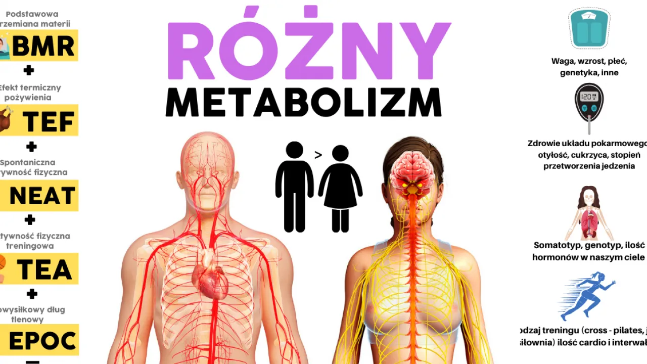 Zdjęcie Co to jest metabolizm w biologii i dlaczego jest tak ważny?