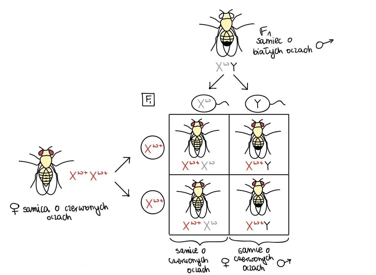 muszka owoc&oacute;wka samiec samica por&oacute;wnanie mikroskop