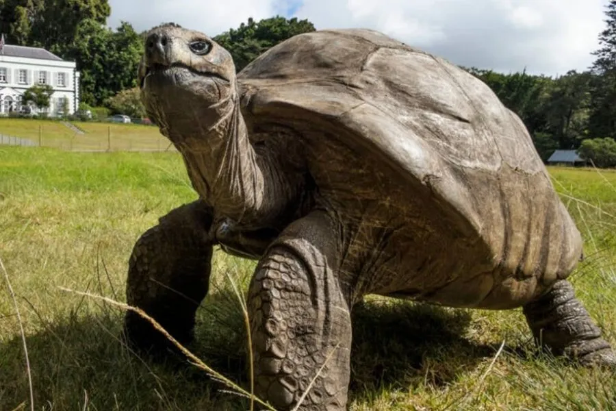 Jonathan żółw olbrzymi