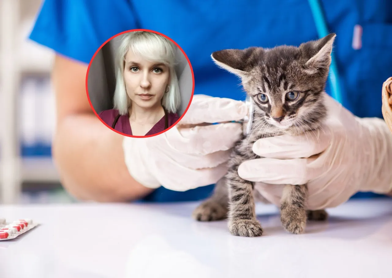 weterynarz w pracy anglia, wykres zarobk&oacute;w weterynarzy uk