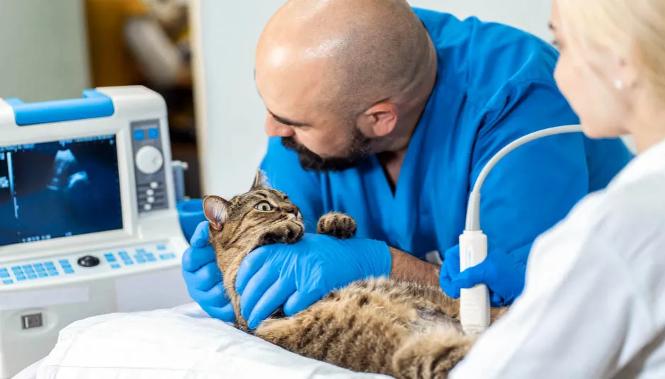 badanie USG kota u weterynarza