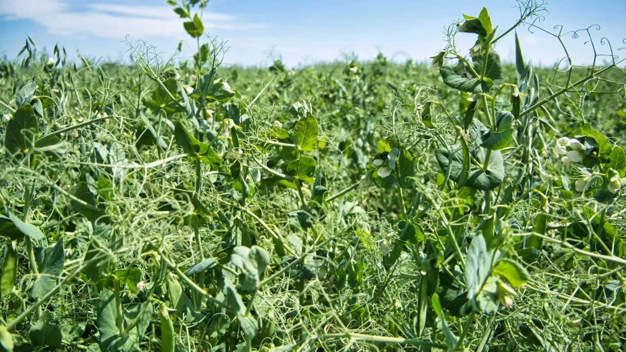 Rodzaje roślin poplonowych motylkowe krzyżowe