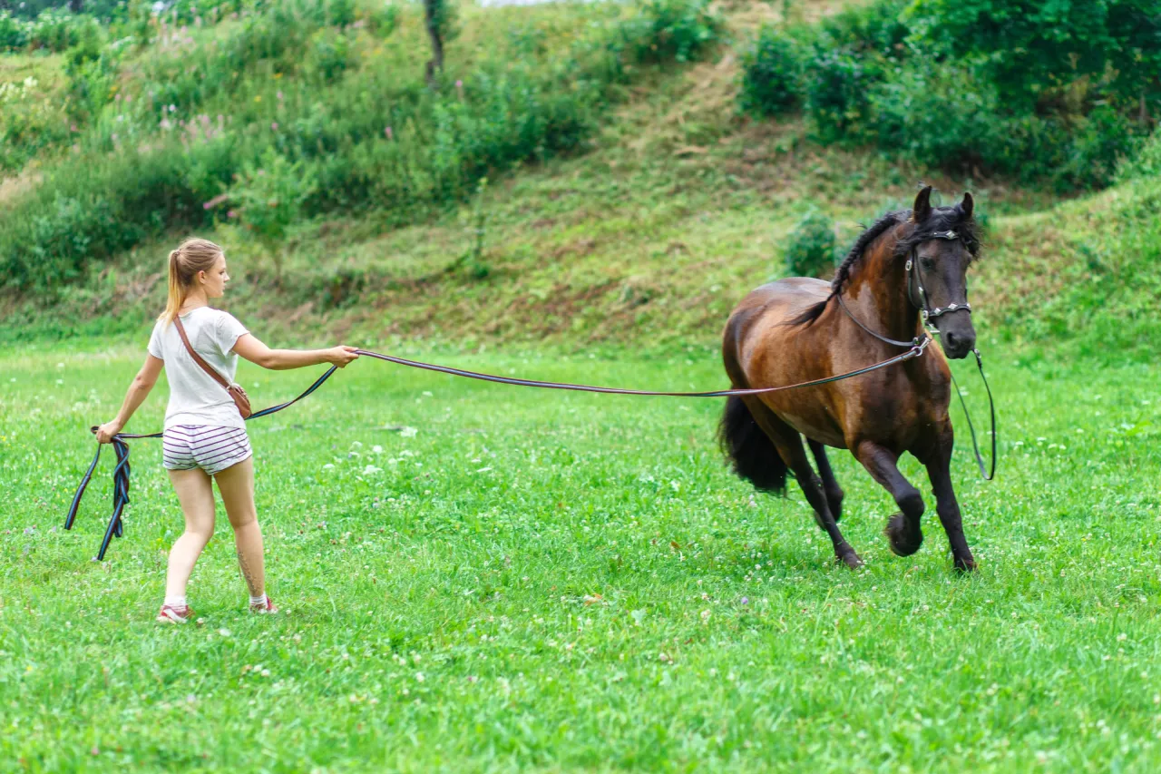 Człowiek i koń budujący zaufanie