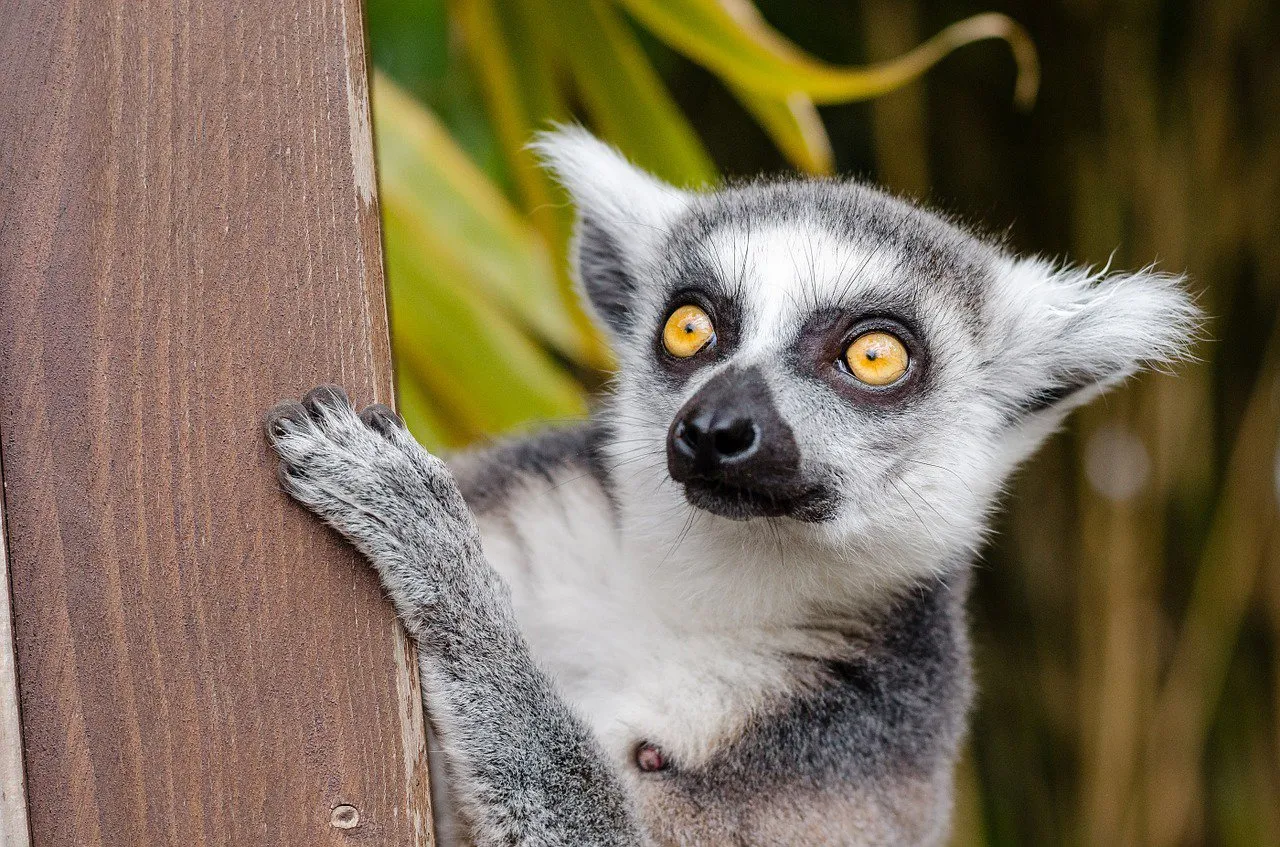 Lemur z Madagaskaru, z wielkimi, bursztynowymi oczami, wspina się po drewnianej desce. Grudzień na wyspie to czas deszczów, ale zwierzę wygląda na zadowolone.