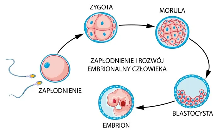 implantacja zarodka w macicy animacja