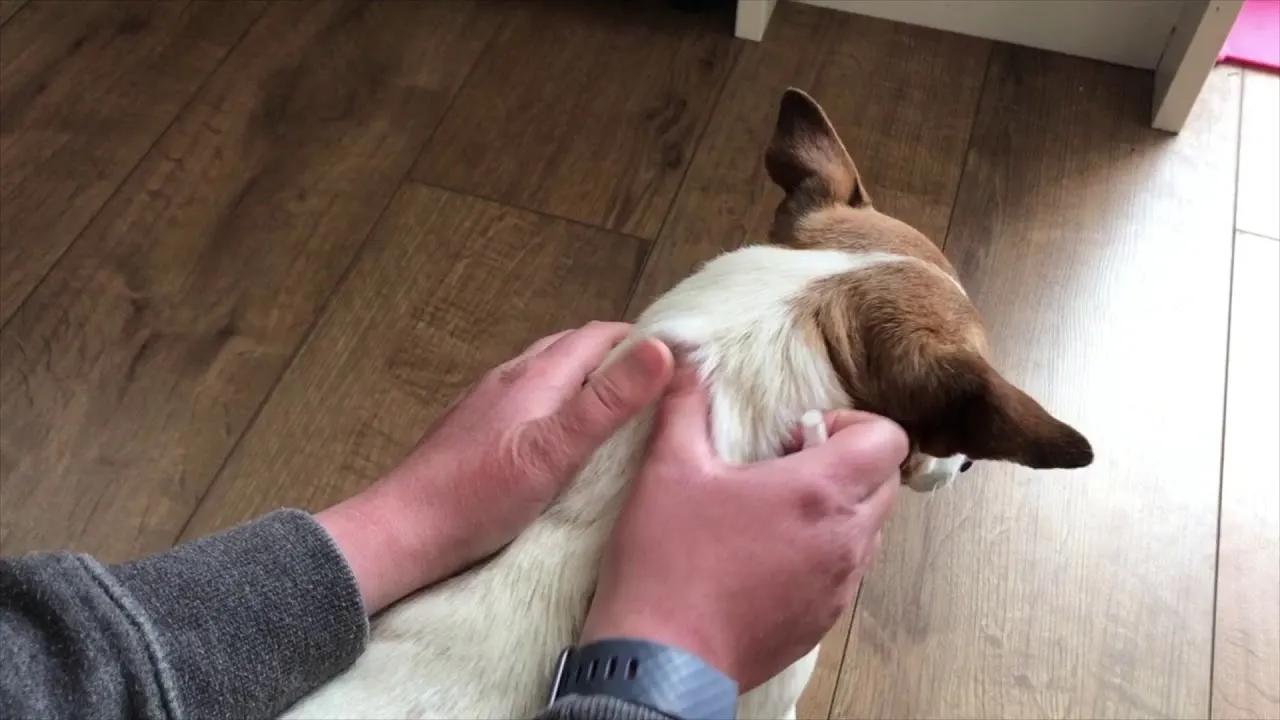 Advocate dla psa aplikacja krok po kroku