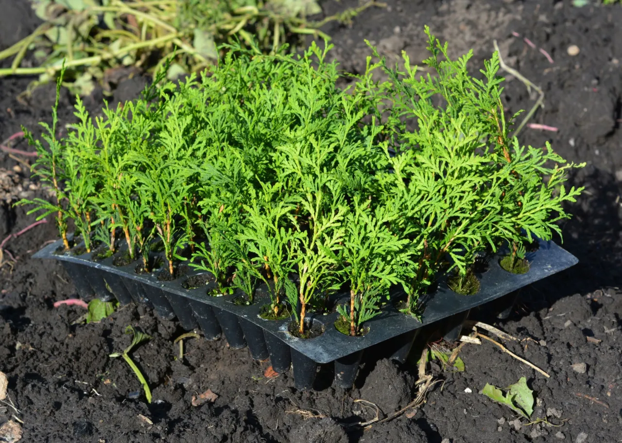 różne rozmiary tui sadzonki porównanie