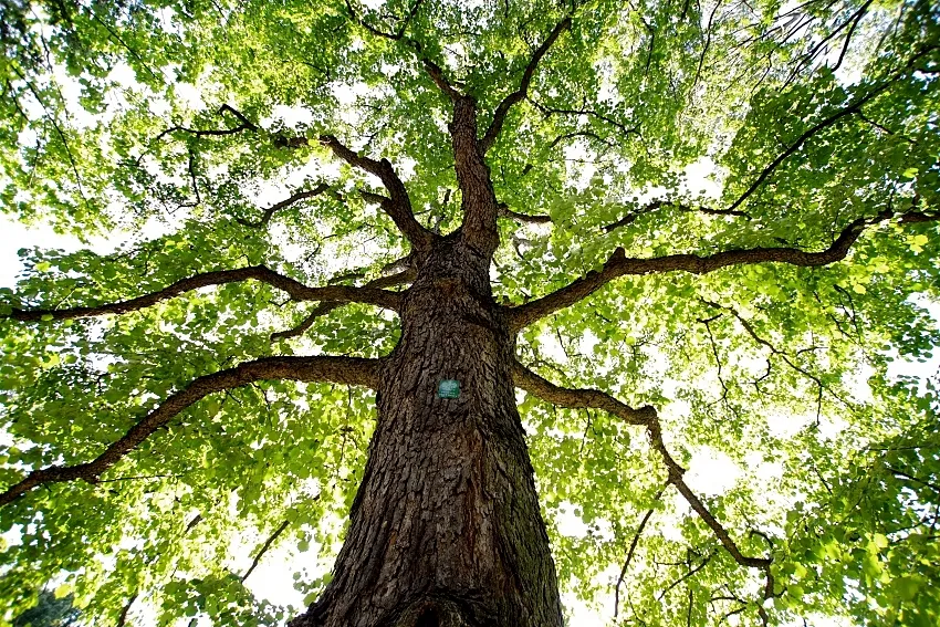 Drzewo pomnik przyrody lub teren chroniony