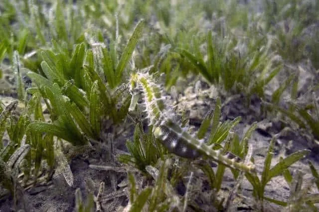 konik morski w naturalnym środowisku