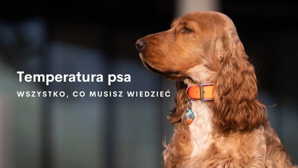 Zdjęcie Niebezpieczna temperatura dla psa: Jakie wartości mogą zagrażać zdrowiu?