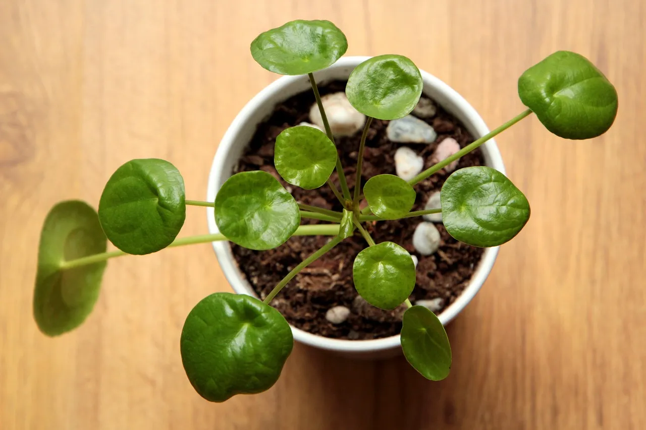 kwitnący pieniążek pilea peperomioides