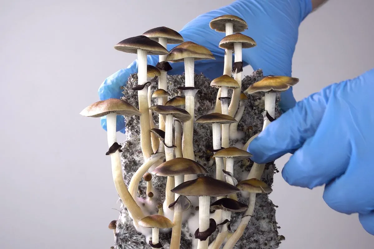 Osoba przeżywająca doświadczenie psychodeliczne, bezpieczne otoczenie