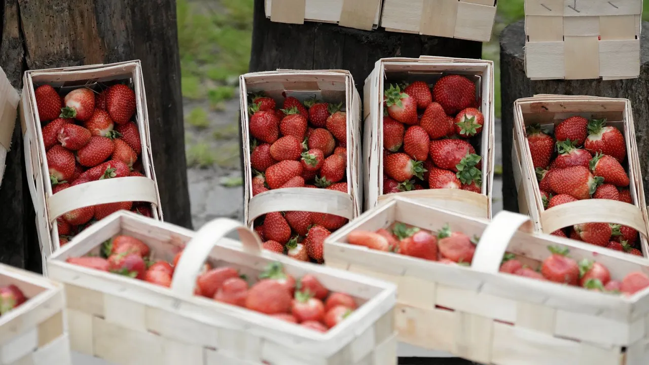 Koszyki pełne soczystych truskawek, gotowych na sezon truskawkowy. Słodki zapach lata unosi się w powietrzu.