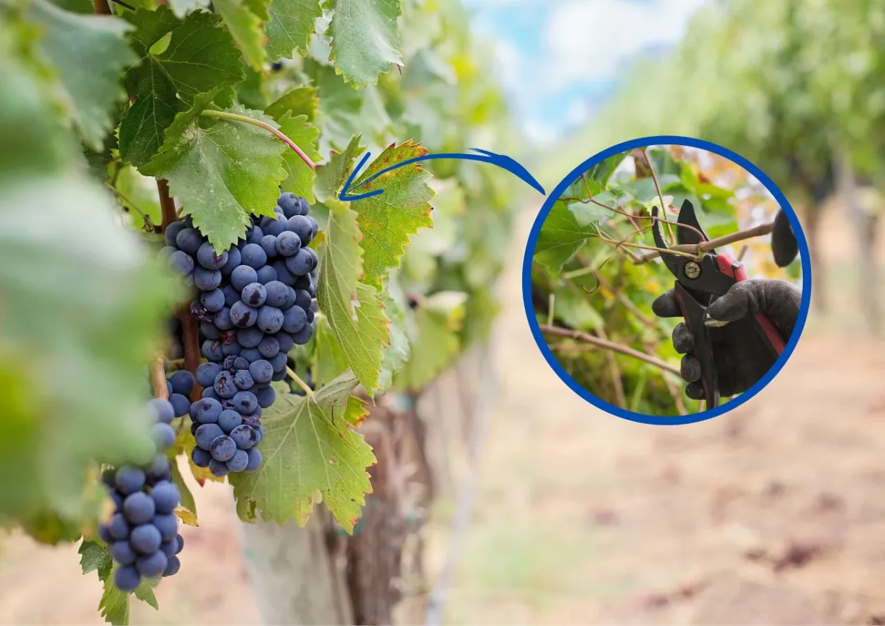 techniki przycinania winorośli krok po kroku