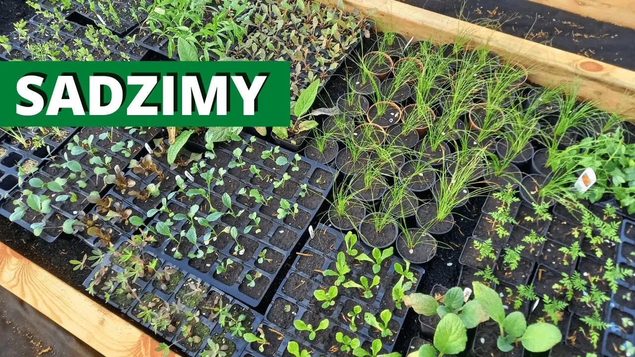 Zdjęcie Kiedy sadzić poziomki do gruntu? Najlepszy termin i porady