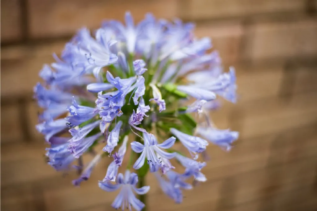 Zdjęcie Czosnek ozdobny kiedy kwitnie - poznaj najlepsze terminy kwitnienia