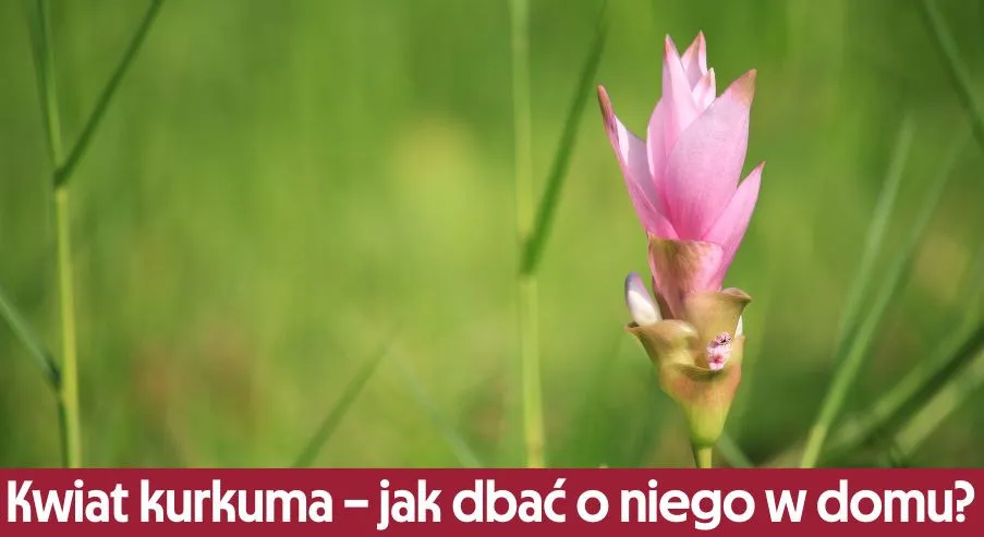 Zdjęcie Jak kwitnie kurkuma? Odkryj tajemnice pięknych kwiatów kurkumy