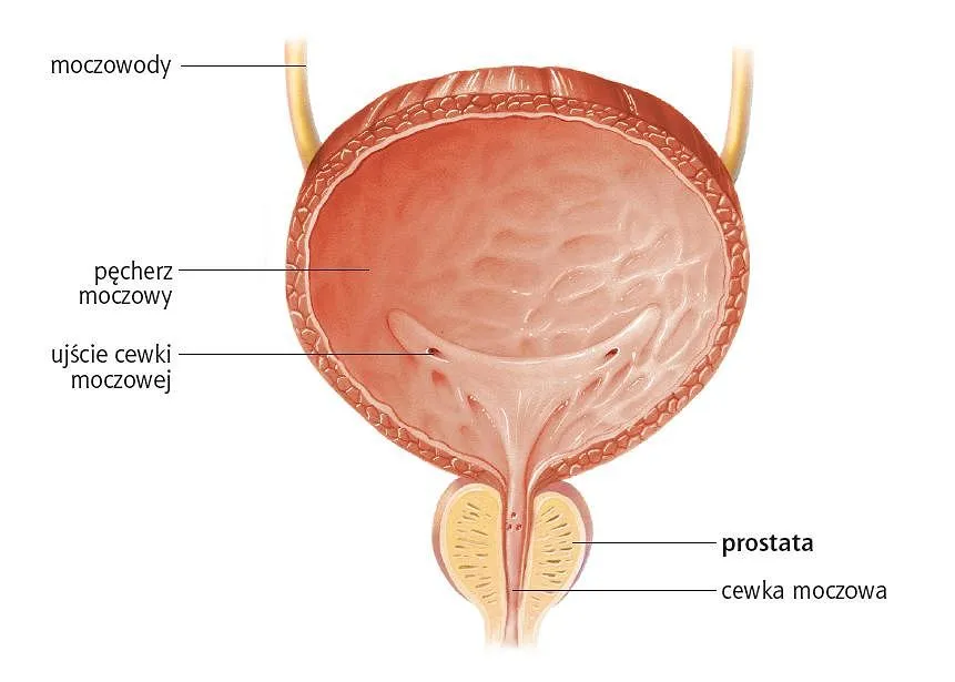 Zdjęcie Jakie są objawy prostaty? Poznaj sygnały, które mogą niepokoić