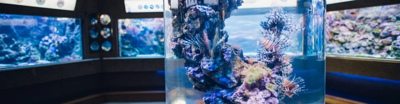Zdjęcie Jak kupić bilety do oceanarium w Gdyni i uniknąć kolejek