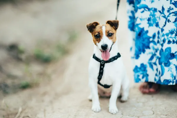 Zdjęcie Szelki czy obroża dla Jack Russell Terriera - co wybrać dla psa?