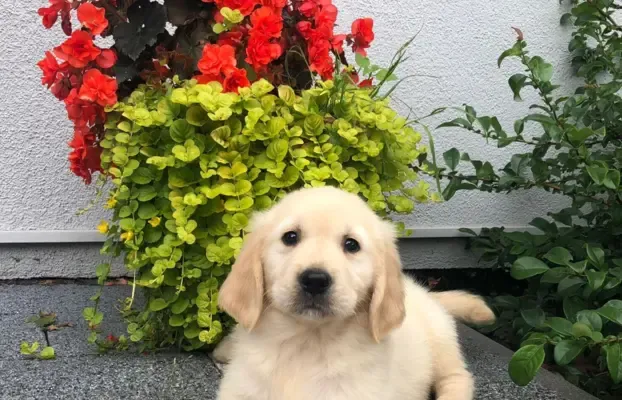 Zdjęcie Ile kosztuje mały golden retriever? Sprawdź ceny i czynniki wpływające na koszt