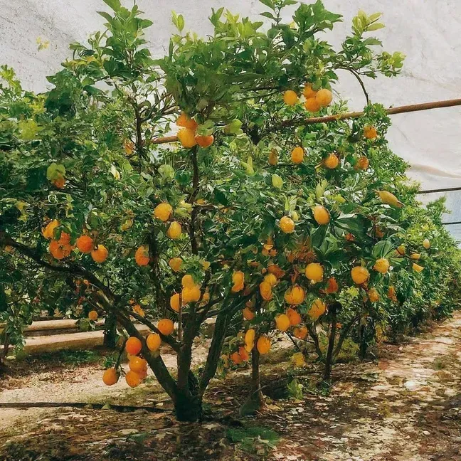 Zdjęcie Cada cuánto se riega un limonero para evitar problemas en su cuidado