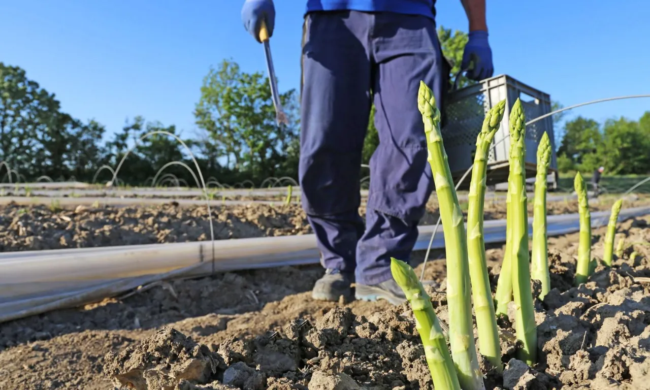 Zdjęcie Ile można zarobić na szparagach w Niemczech? Zaskakujące stawki i warunki pracy