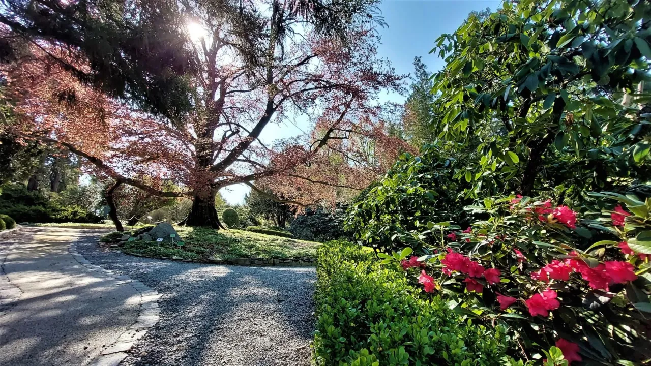 Zdjęcie Kiedy jechać do arboretum wojsławice, by nie przegapić kwitnienia?